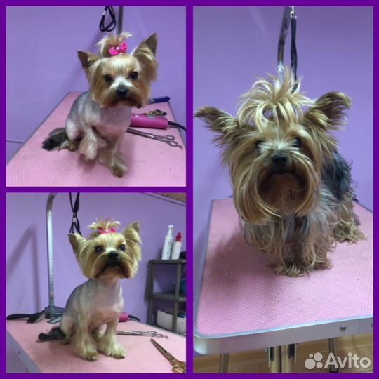 Стрижка собак в Егорьевске