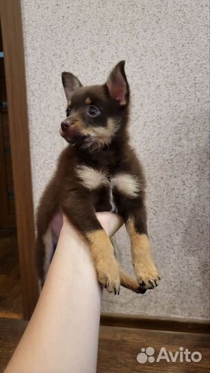 Щенки,мини той терьер и мини померанский шпиц