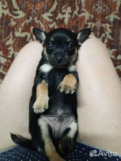 Той-терьер щенок