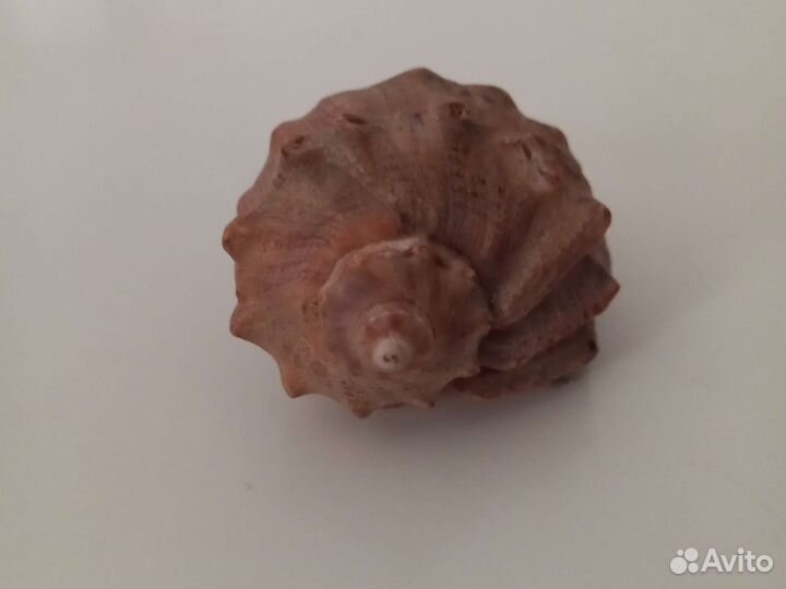 Ракушка морская сувенирная