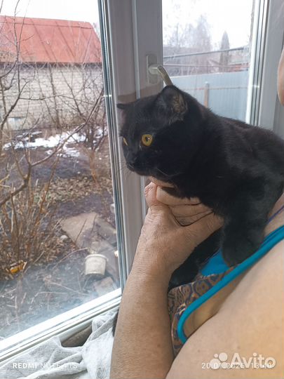 Котик шотландец