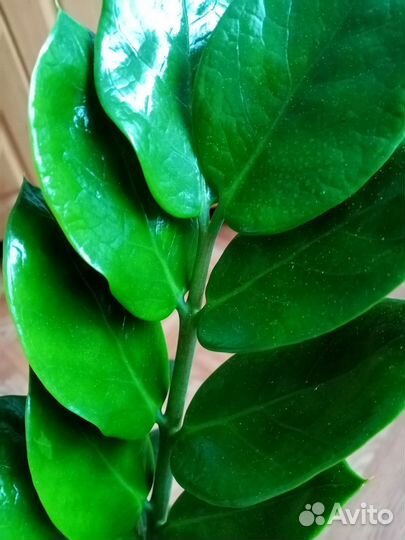 Замиокулькас Замифолия