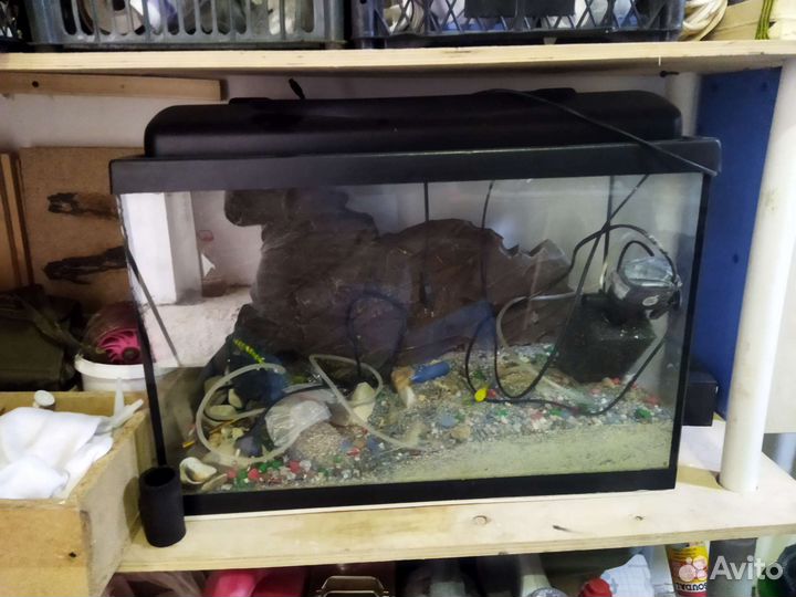 Черепаха с аквариумом