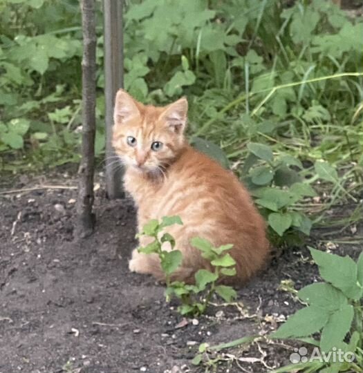 Рыжий котик в добрые руки