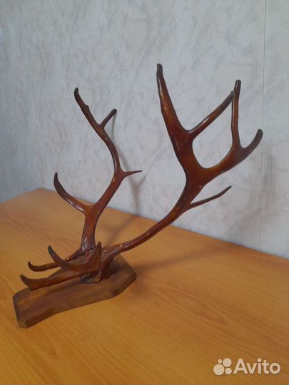 Рога оленя