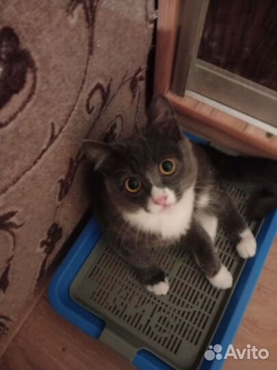 Шотландская