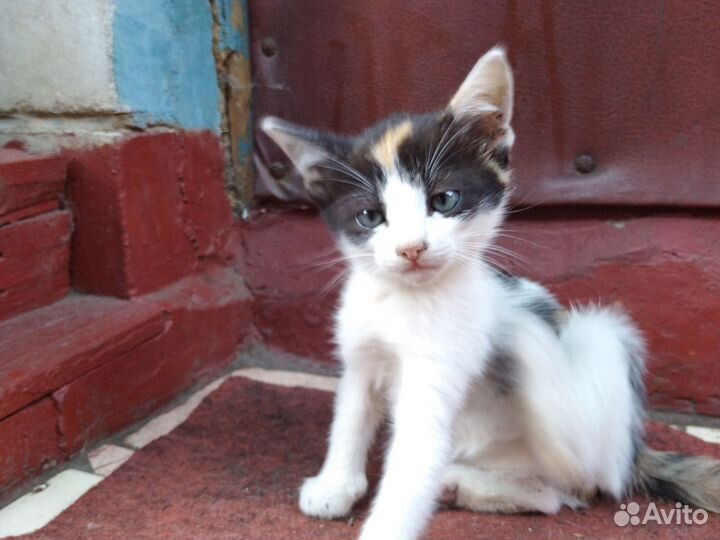 Кошки в добрые руки