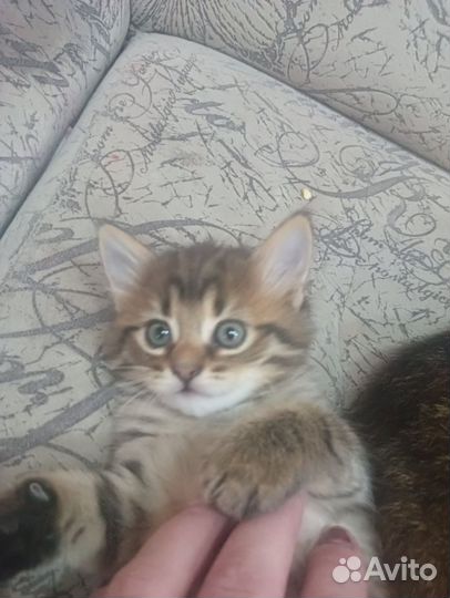 Котята в дар