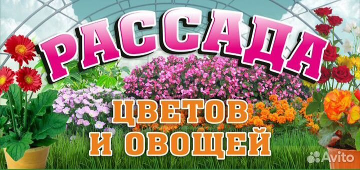 Рассада