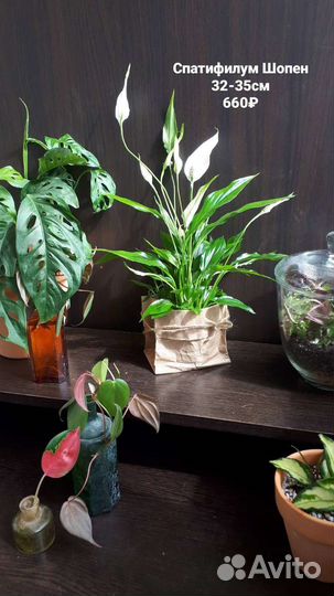 Спатифиллум