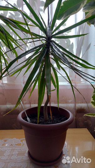 Пальма драцена