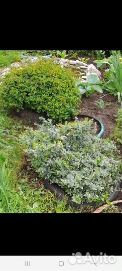 Бересклет форчуна