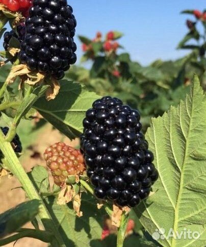 Саженцы ежевики