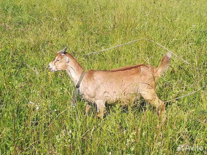 Козлики ломанча