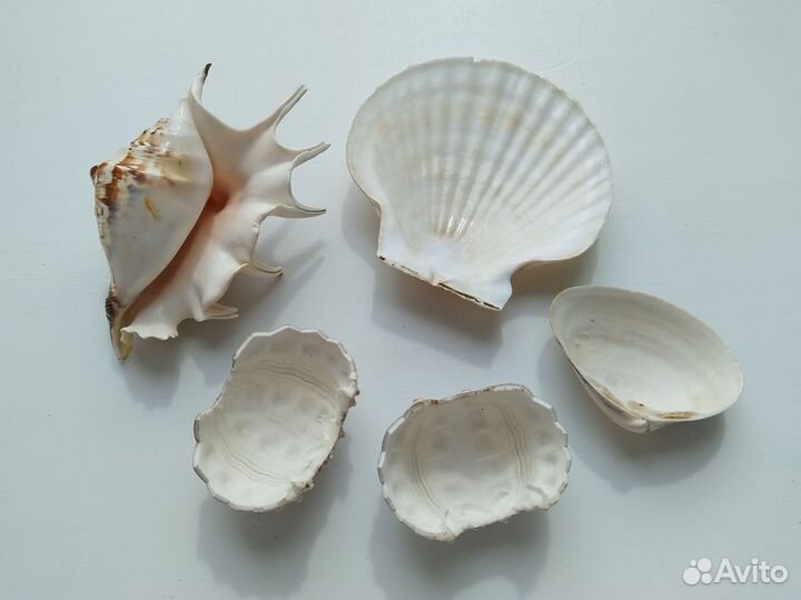 Морские ракушки набором