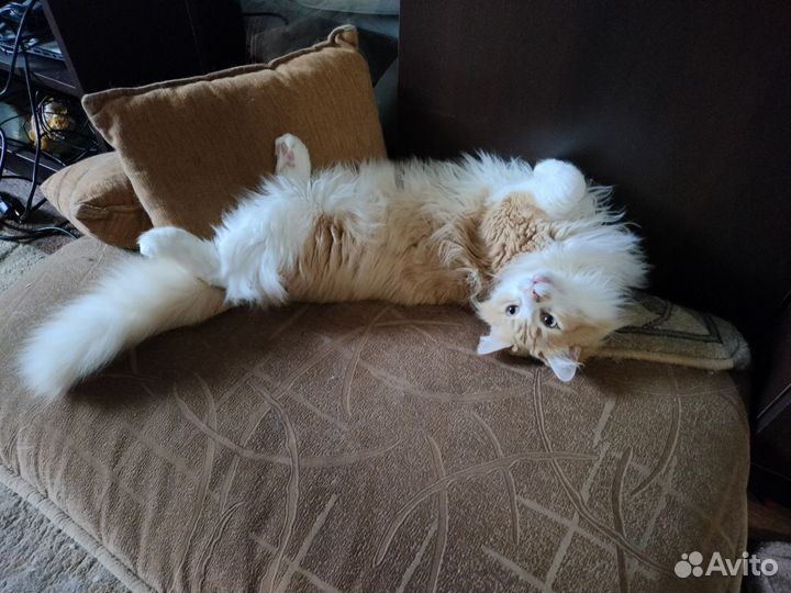Кот ищет дом