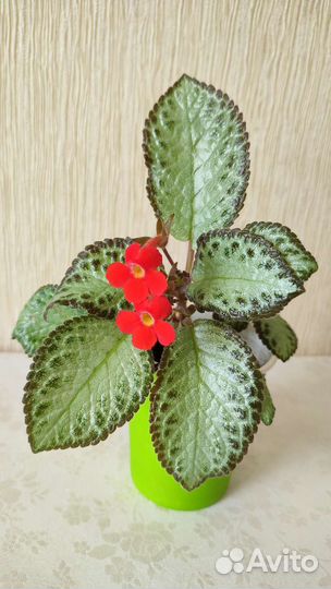 Комнатные растения, эписция