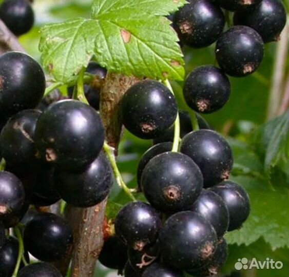 Саженцы черной смородины