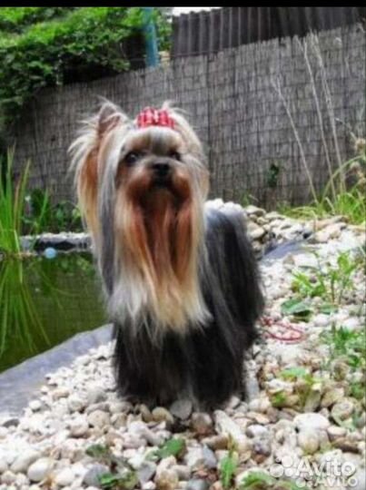 Йоркширский терьер девочка
