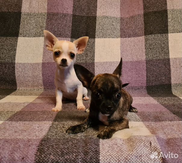 Чихуахуа девочка