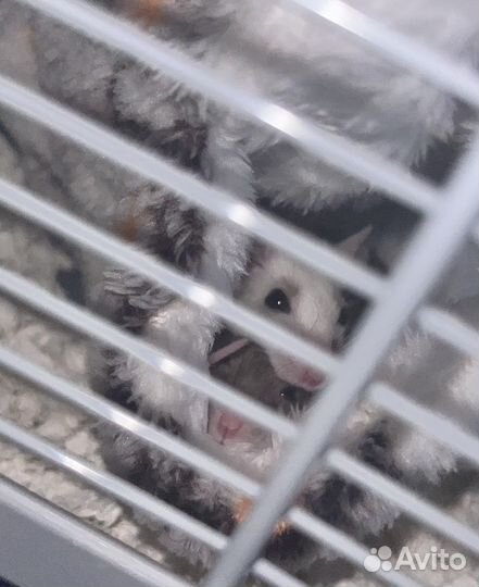 Мышь Мастомис