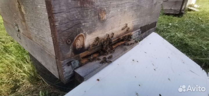 Продается пасека, бакфаст