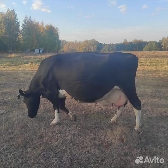 Корова стельная дойная