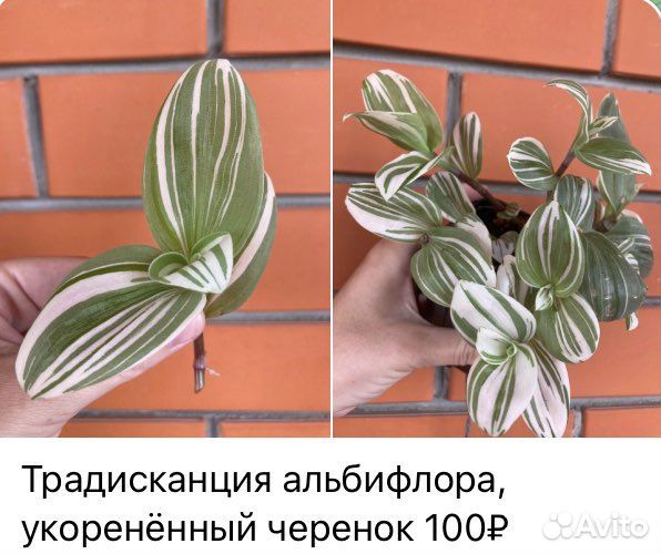 Традесканция 4 сорта