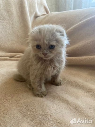 Котенок вислоухий