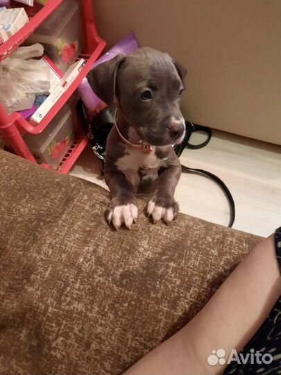 Собака питбуль