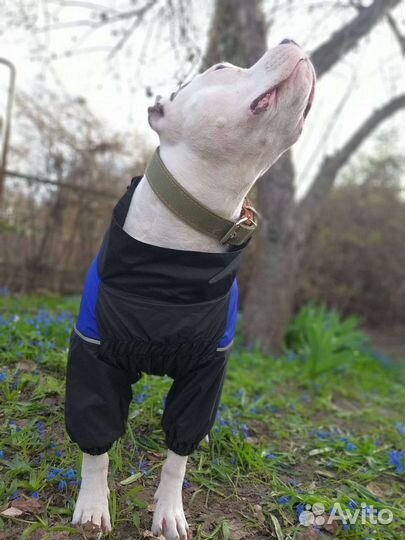 Одежда для собак