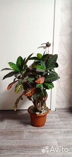 Комнатные растения цветы большие