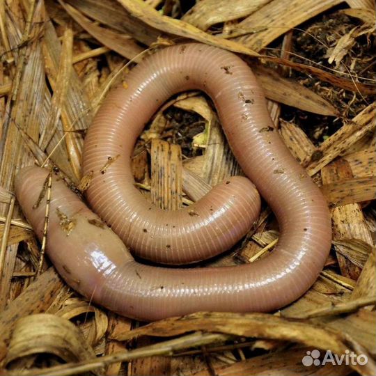 Черви калифорнийские владимирские старатель дендро