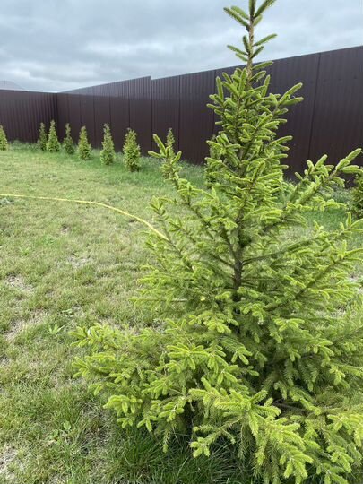 Участок 10 сот. (ИЖС)