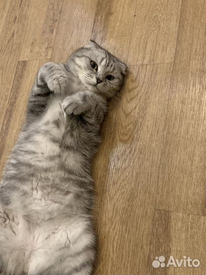 Передержка животных/выгул собак