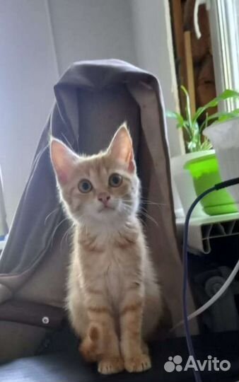 Очаровательный рыжий котенок мальчик