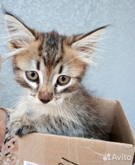 Отдам котенок-мальчик с примесью мейн-куна, девочк