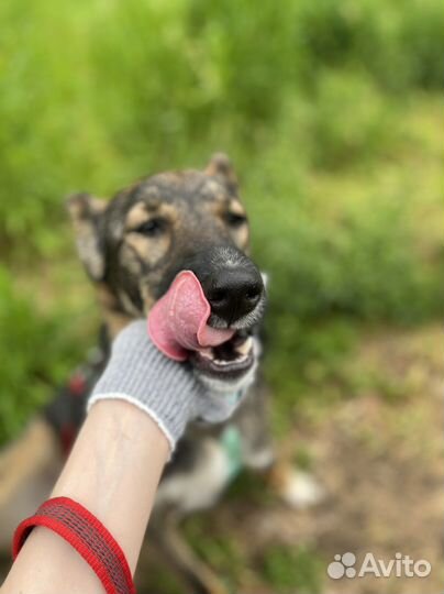 Собака Тишка малышка из приюта