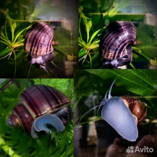 Ампулярии Голубые, Черничные улитки санитары