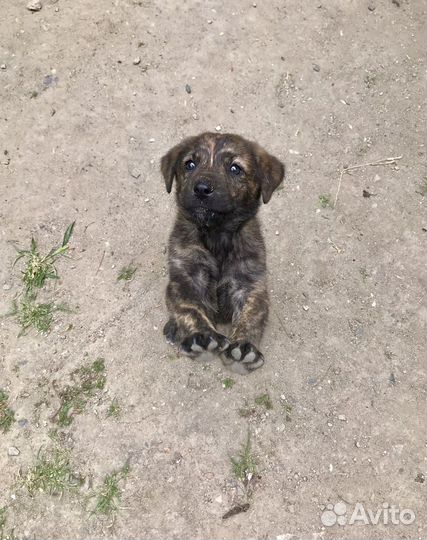 Щенок лабрадора 2 месяца