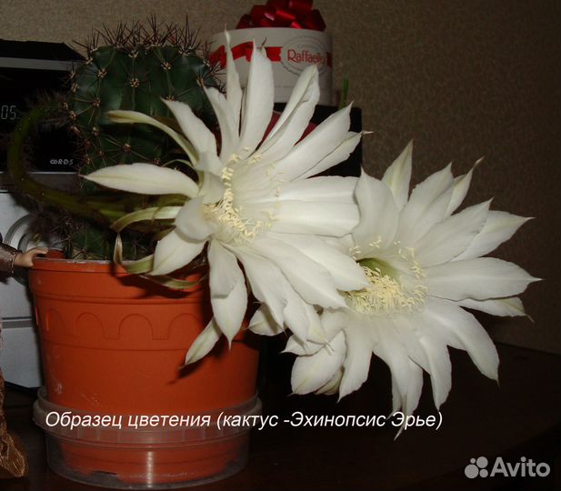 Комнатные растения, наборы отростков, ассорти