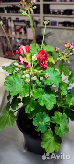 Пеларгония герань сортовая