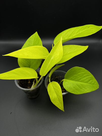 Эпипремнум голден потос неон