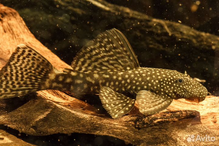 Аквариумные рыбки и улитки