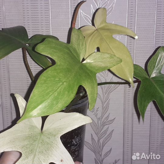 Филодендроны