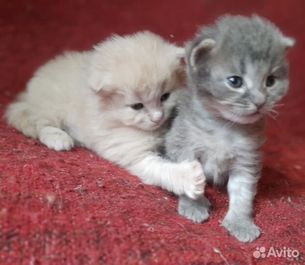 Сибирские котята в добрые руки