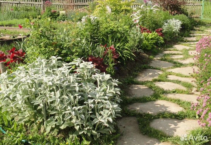 Растения для сада