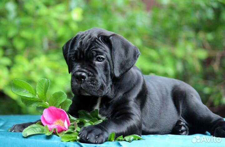 Щенок кане Корсо