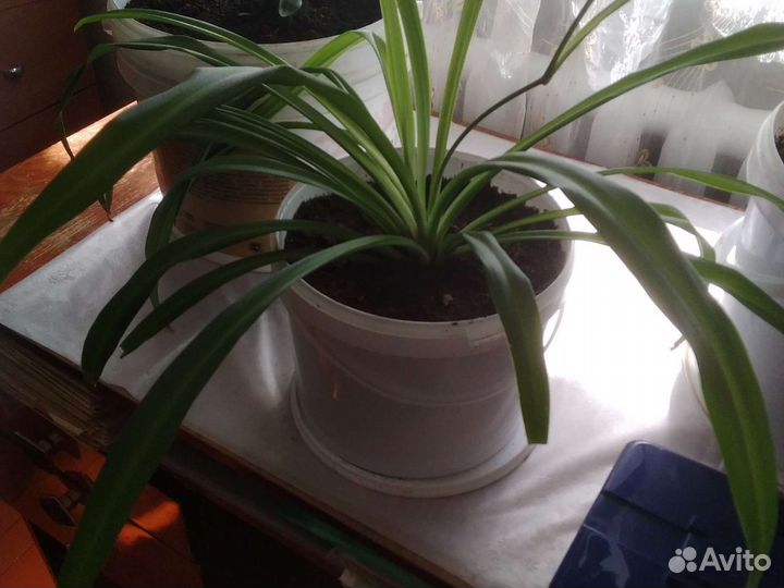 Хлорофитум