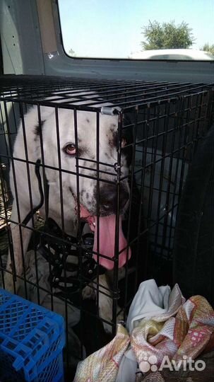 Перевозки Людей, животных, грузов